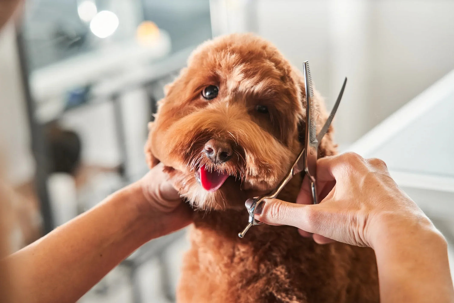 Grooming Supplies