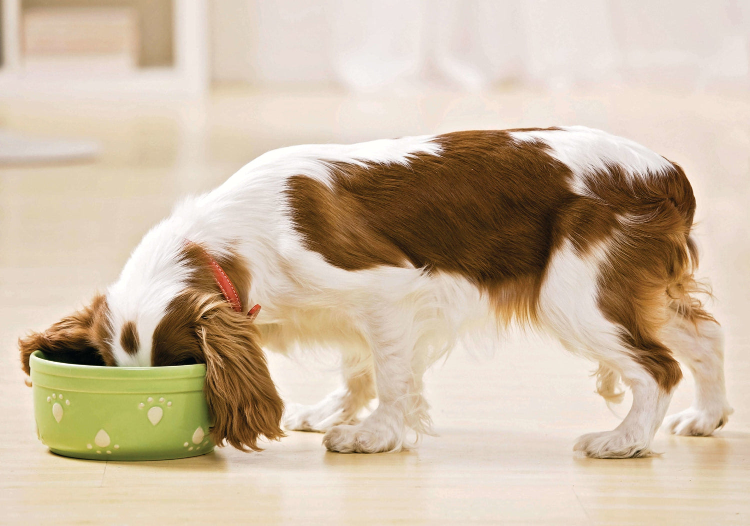 Pet Bowls and Feeding